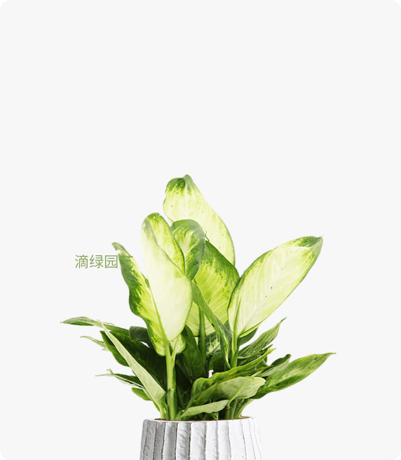 粉黛万年青、白玉