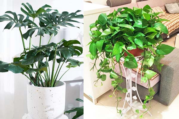 吸甲醛植物 吸甲醛植物
