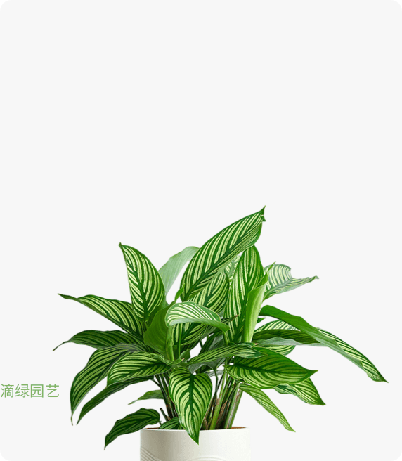 青纹竹芋