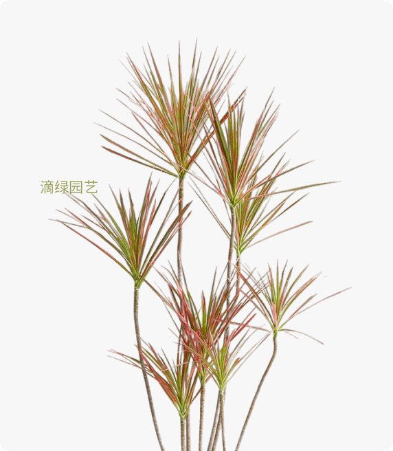 七彩千年木