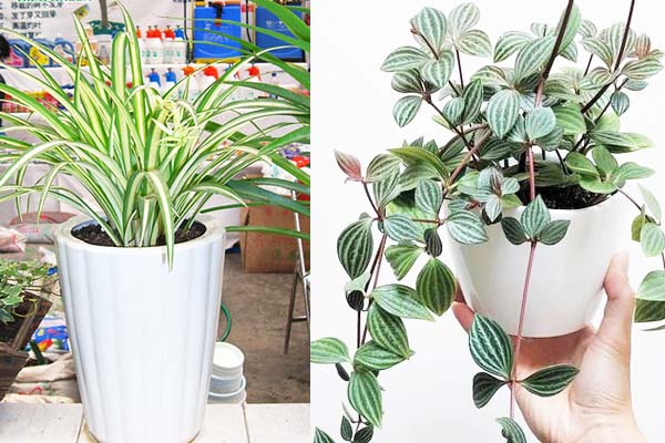 吸油烟植物 吸油烟植物