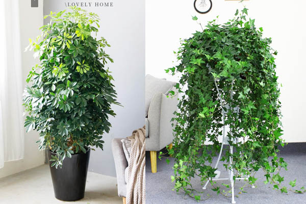 吸二手烟植物 吸二手烟植物