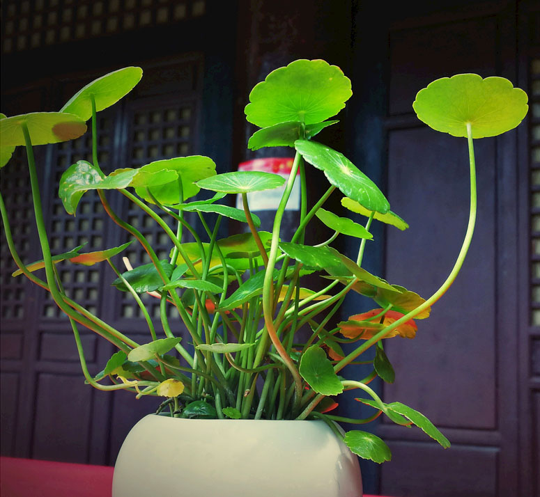 铜钱草