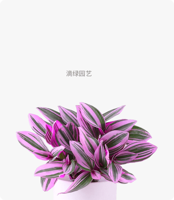 油画吊兰