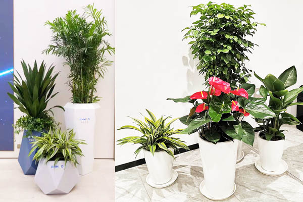 绿植组合 绿植组合
