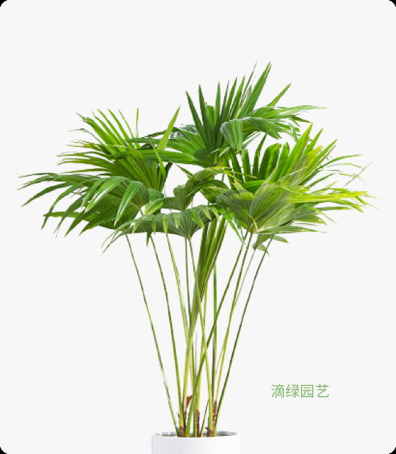 蒲葵