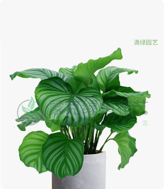 青苹果竹竽