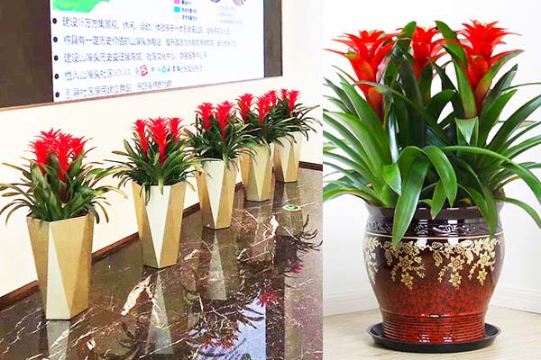 鸿运当头凤梨冬天怎么养，枯萎怎么办？