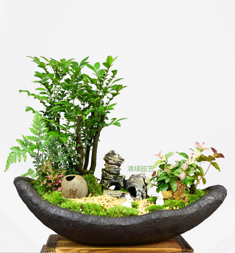 紫檀+菖蒲+彩叶组合
