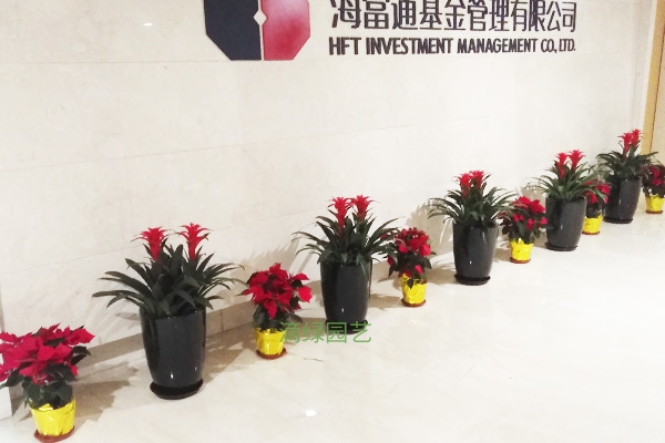 办公室内绿植租摆的风水学知识
