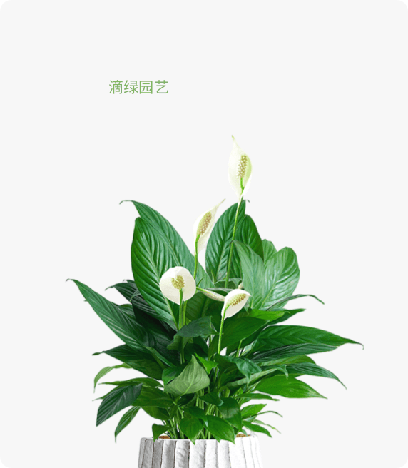 白掌、一帆风顺