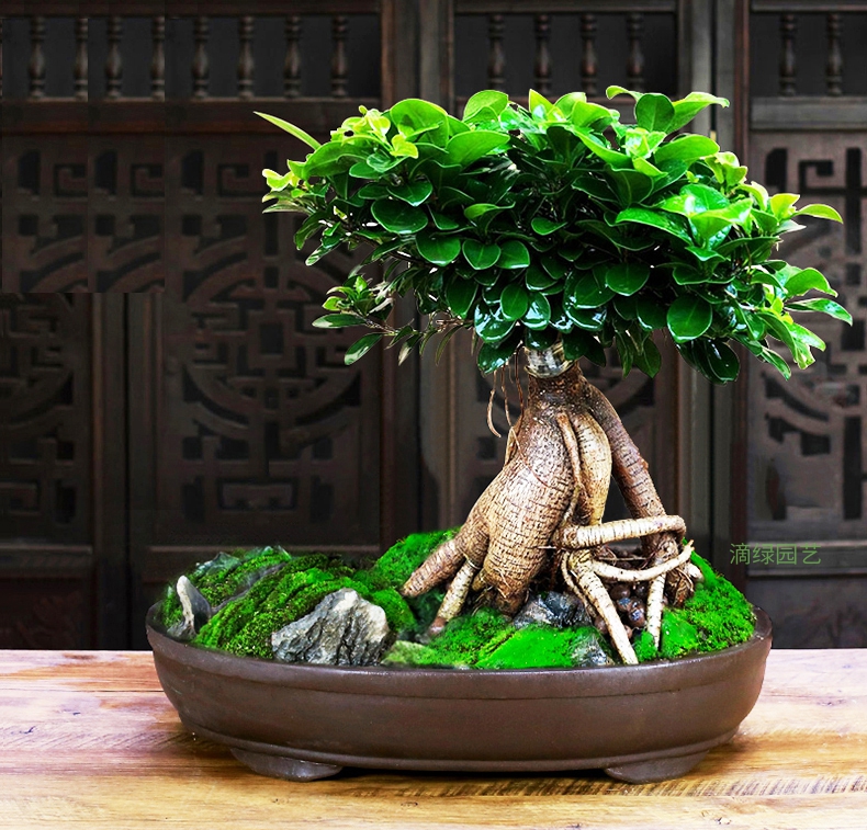 小叶榕树+苔藓+彩叶+石组合