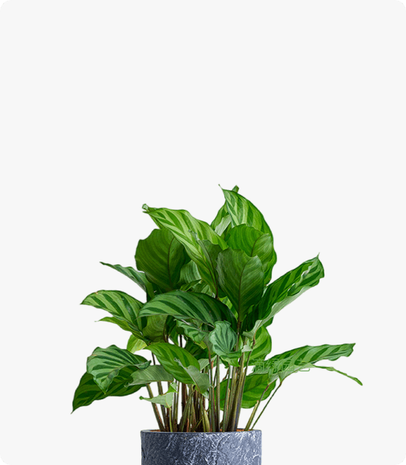 翠叶竹芋