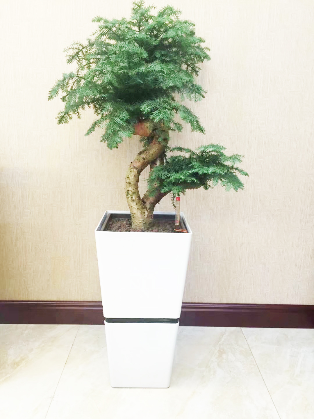 澳洲杉