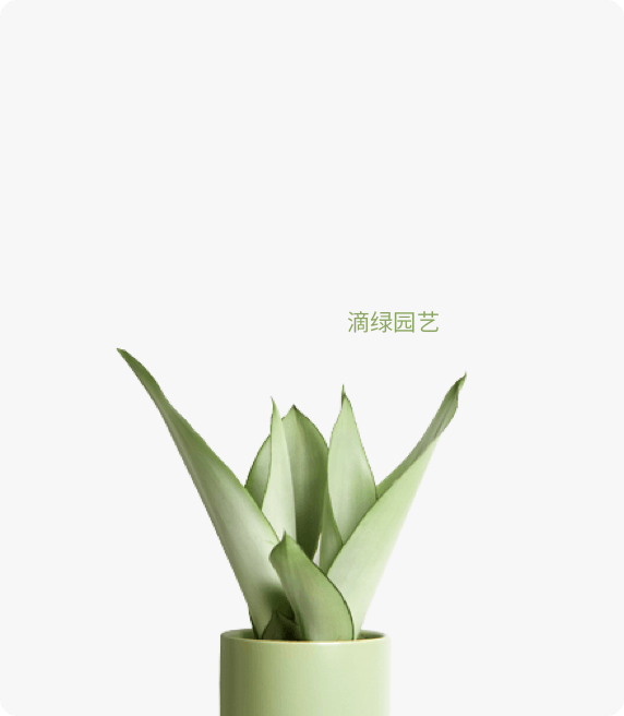 白玉虎皮兰