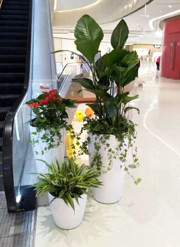医院绿植租摆方案