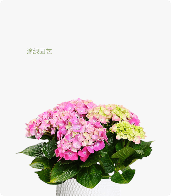 绣球花
