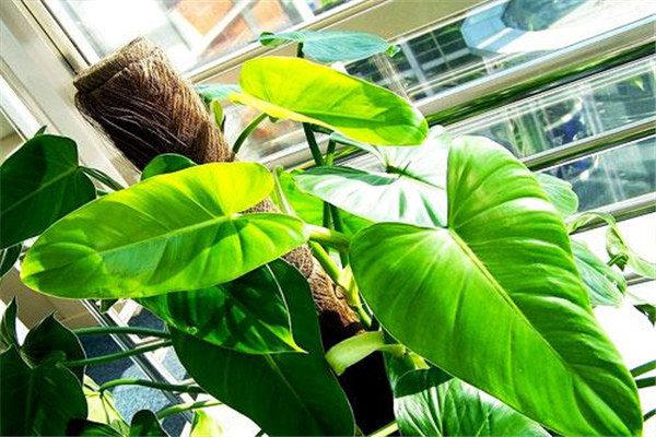 绿宝石植物在办公室植物租赁过程中的养护方法有哪些