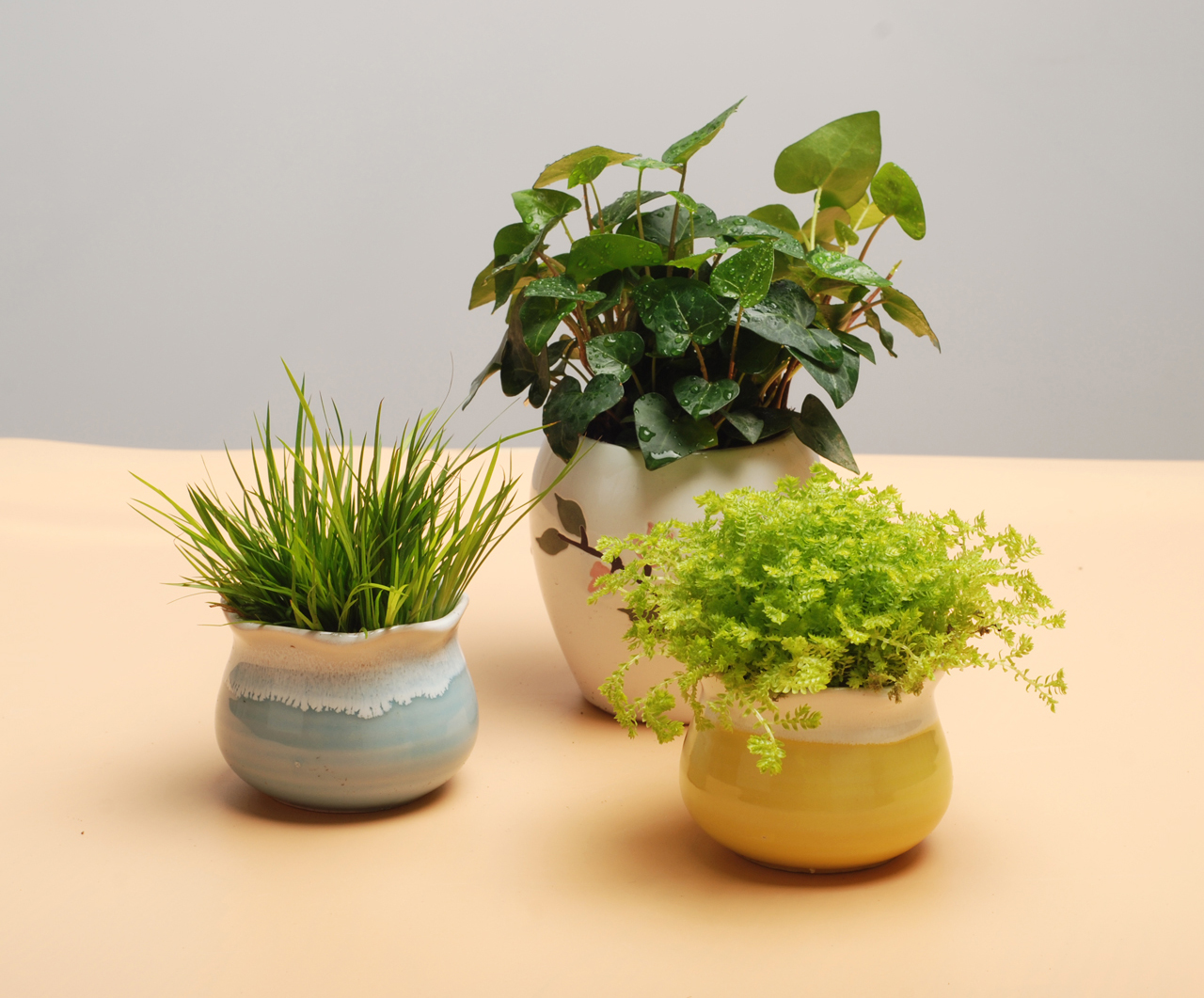 常青藤+石菖+黄金草