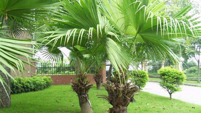 蒲葵是一种上海绿植租摆过程中庭院观赏植物
