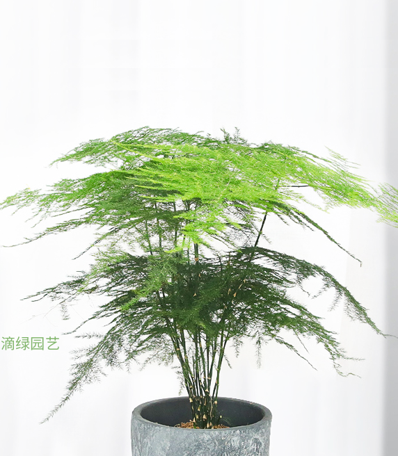 文竹