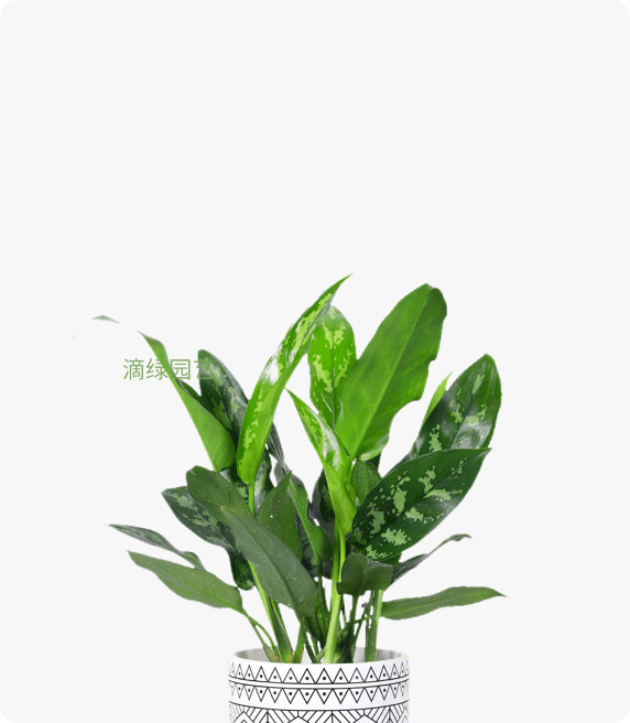 黑美人