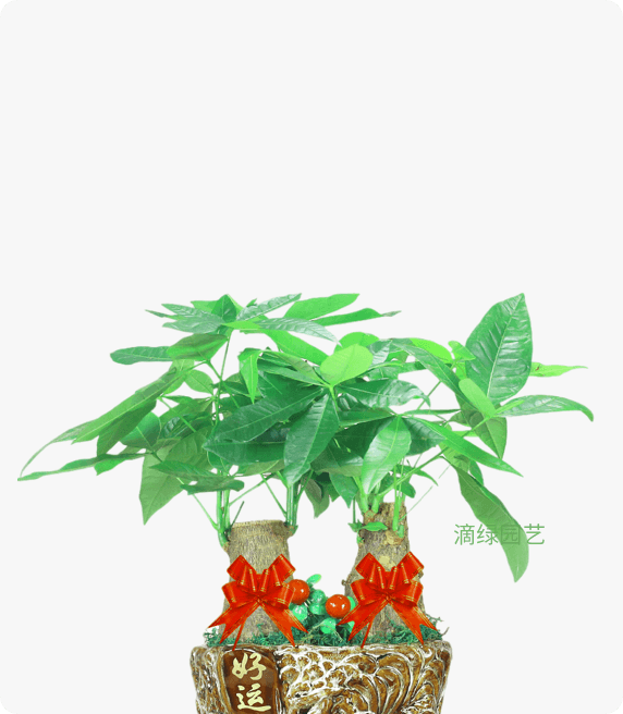 组合小发财树
