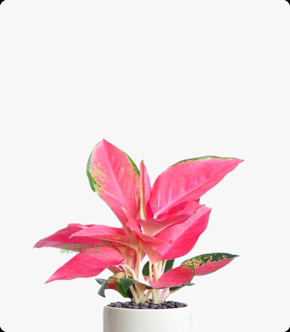 如意中国红