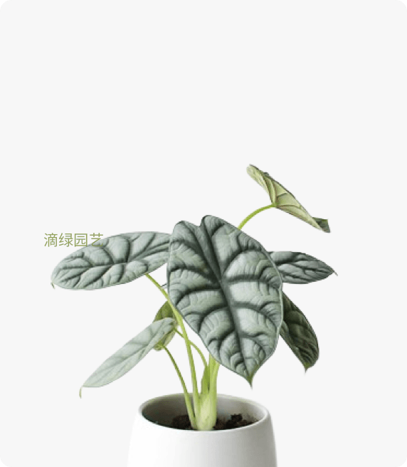 白犀牛海芋