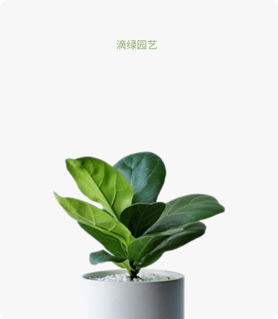 琴叶榕