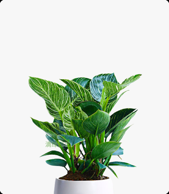 铂金钻