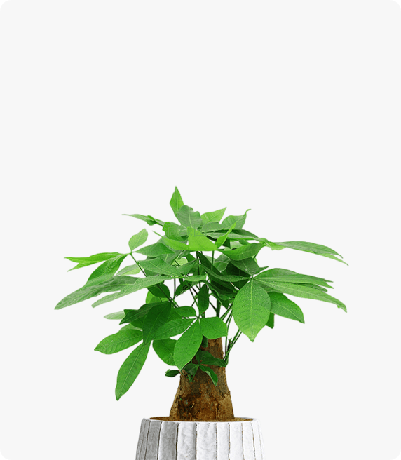 小发财树