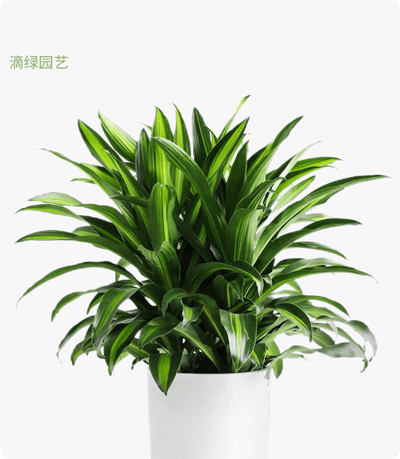 三杆金心铁