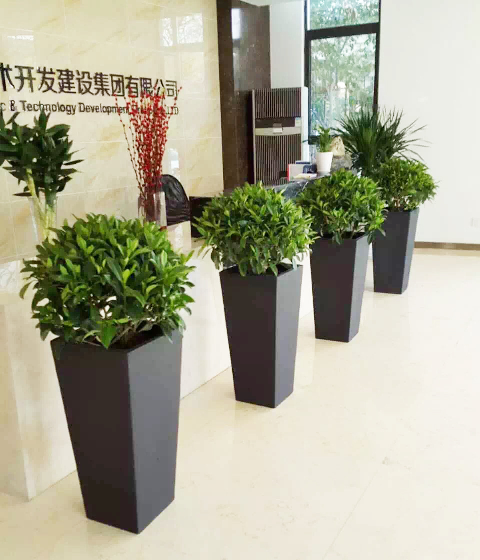 植物租赁报价来看办公室绿化趋势！