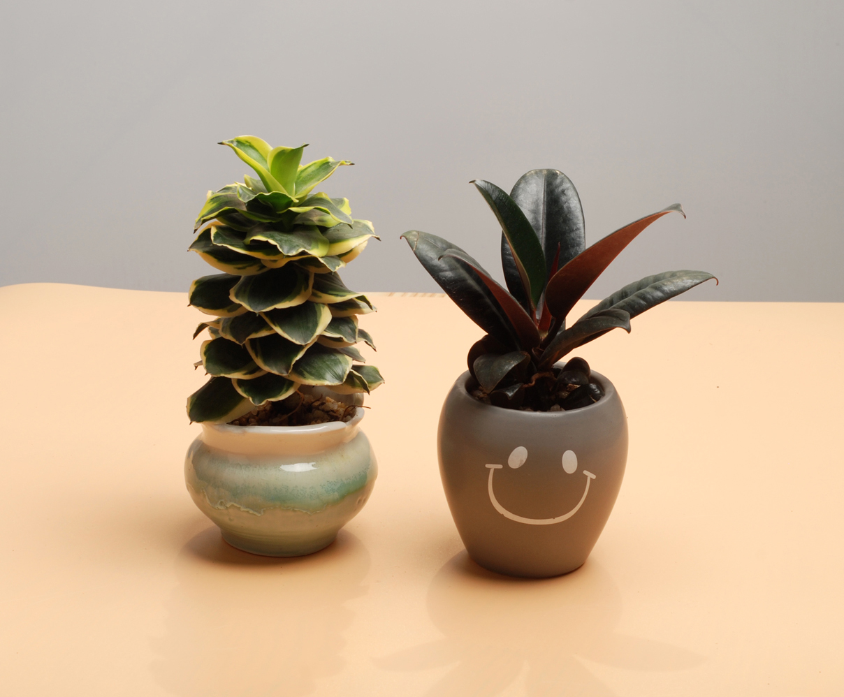 富贵塔+橡皮树