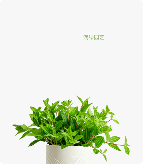 钻石翡翠  白脉椒草