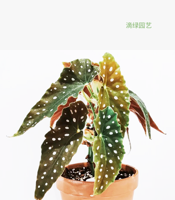 鳟鱼秋海棠