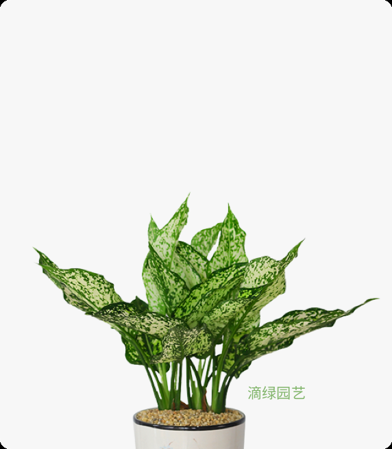 翡翠万年青