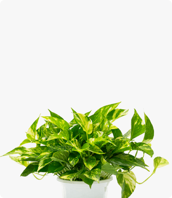 黄金葛