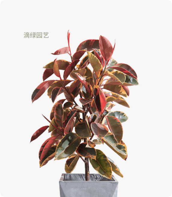 花叶橡皮树