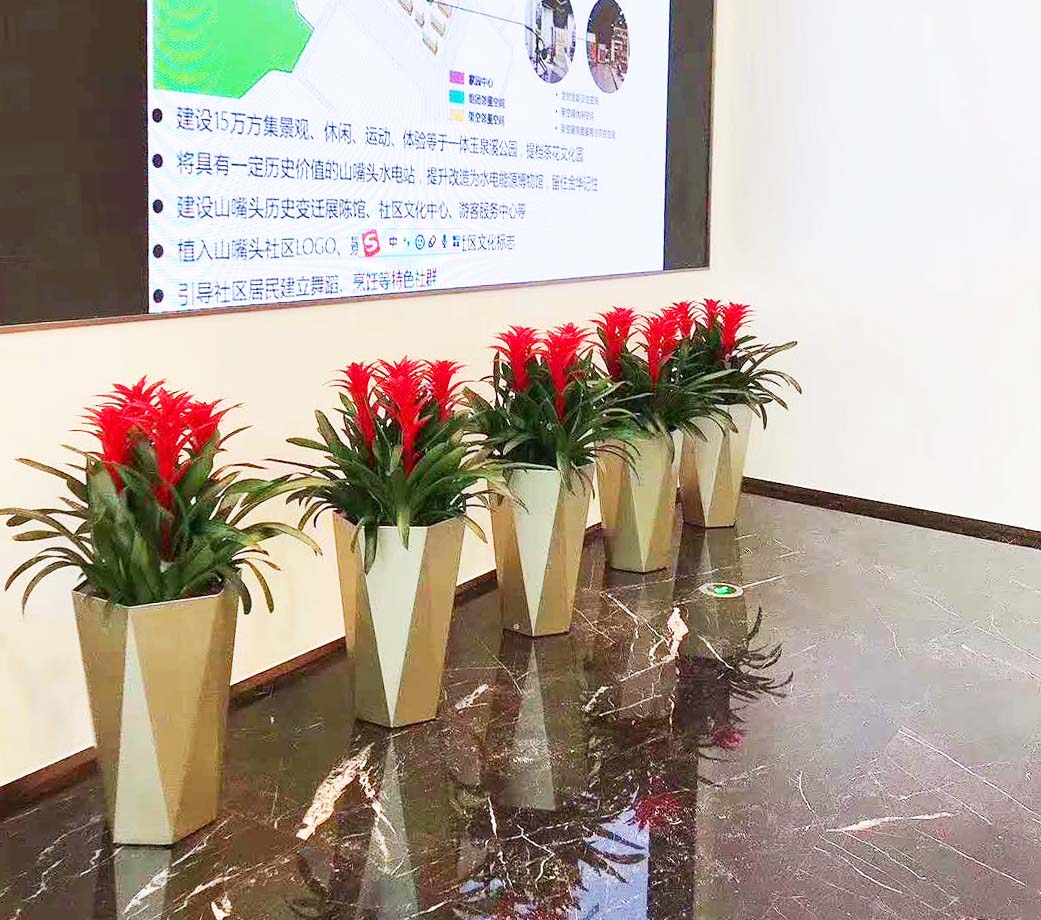 上海办公室绿植室内摆放讲风水应该怎样注意？
