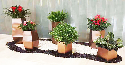 上海绿植租摆：办公室绿植租赁的建议和好处