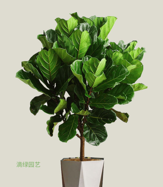 琴叶榕
