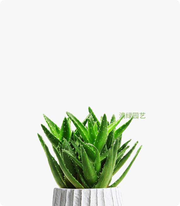 芦荟