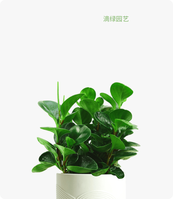 碧玉   豆瓣绿