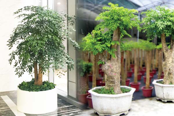 酒店里的大型幸福树盆栽 酒店里的大型幸福树盆栽