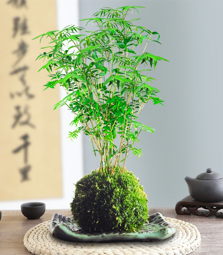米竹苔