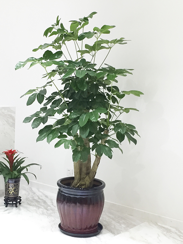 办公室摆放绿植风水寓意都有哪些？