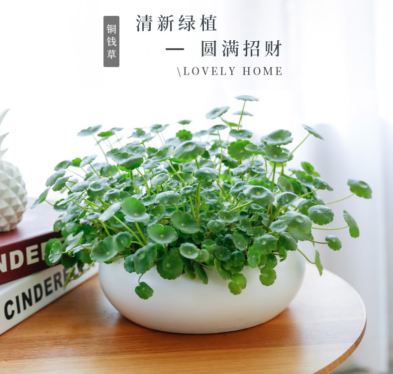 水培金钱草  铜钱草