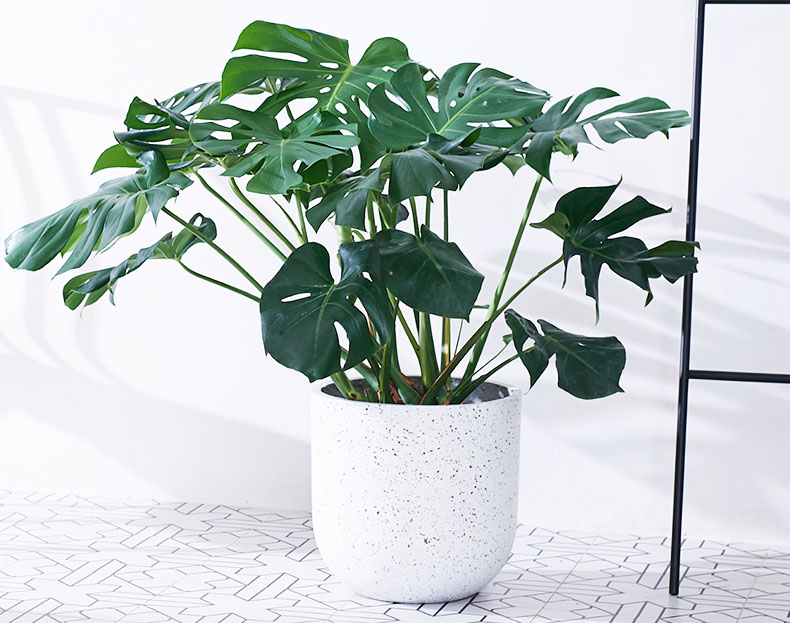 高逼格—室内大型绿植租赁盆栽